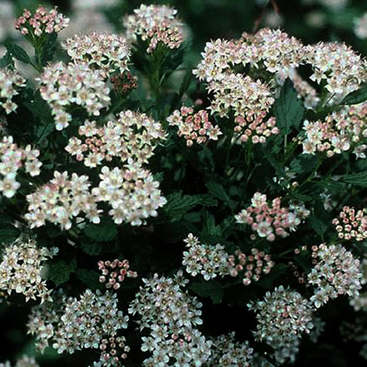 Dwarf Ninebark