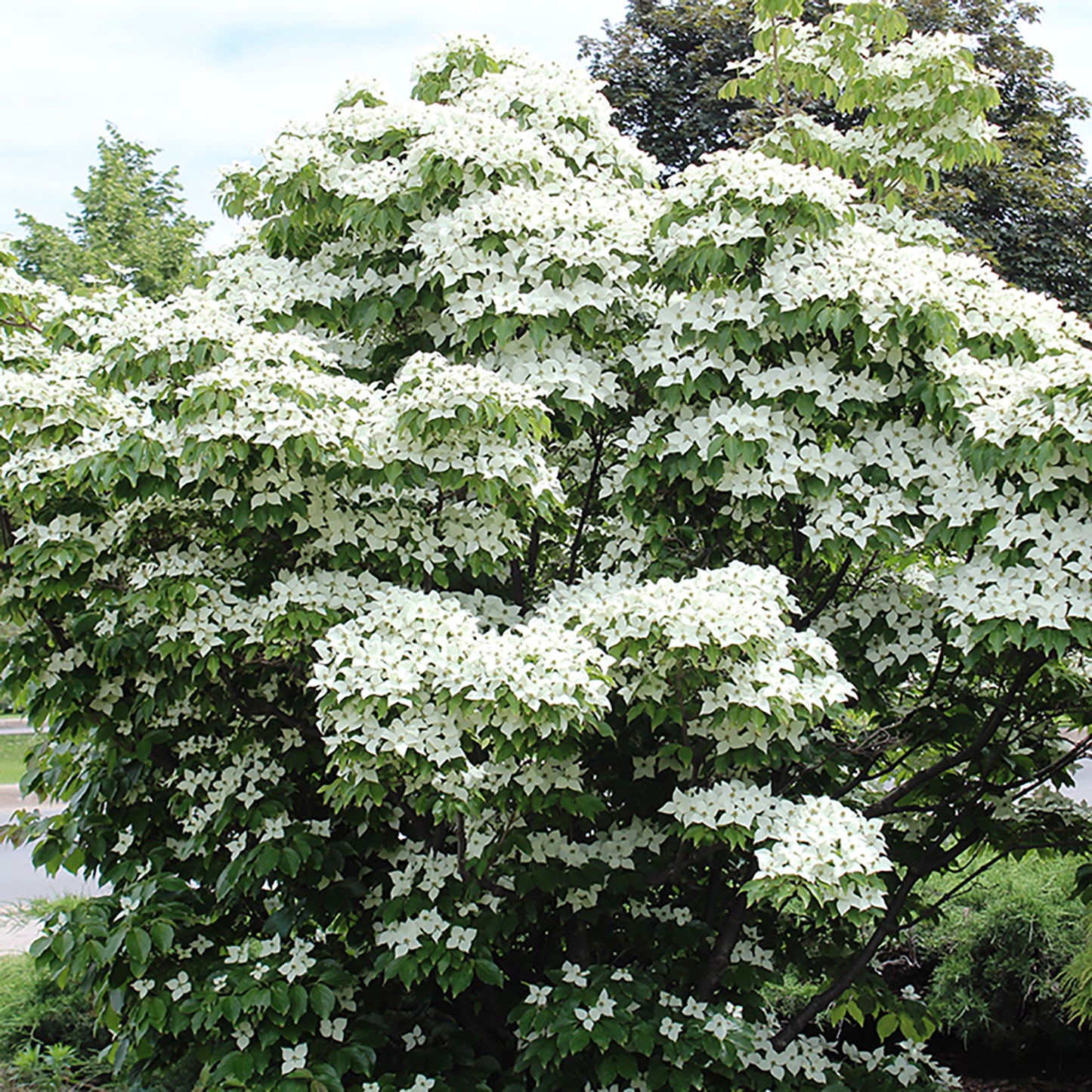 Milky Way Dogwood