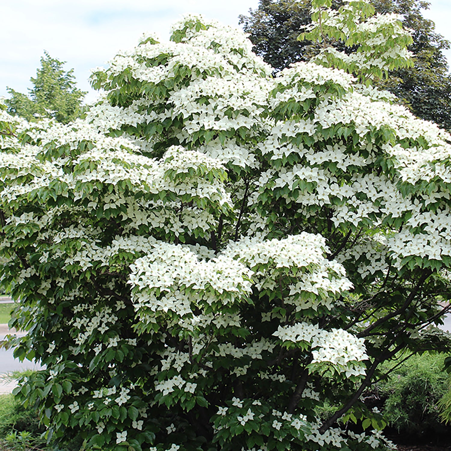 Milky Way Dogwood