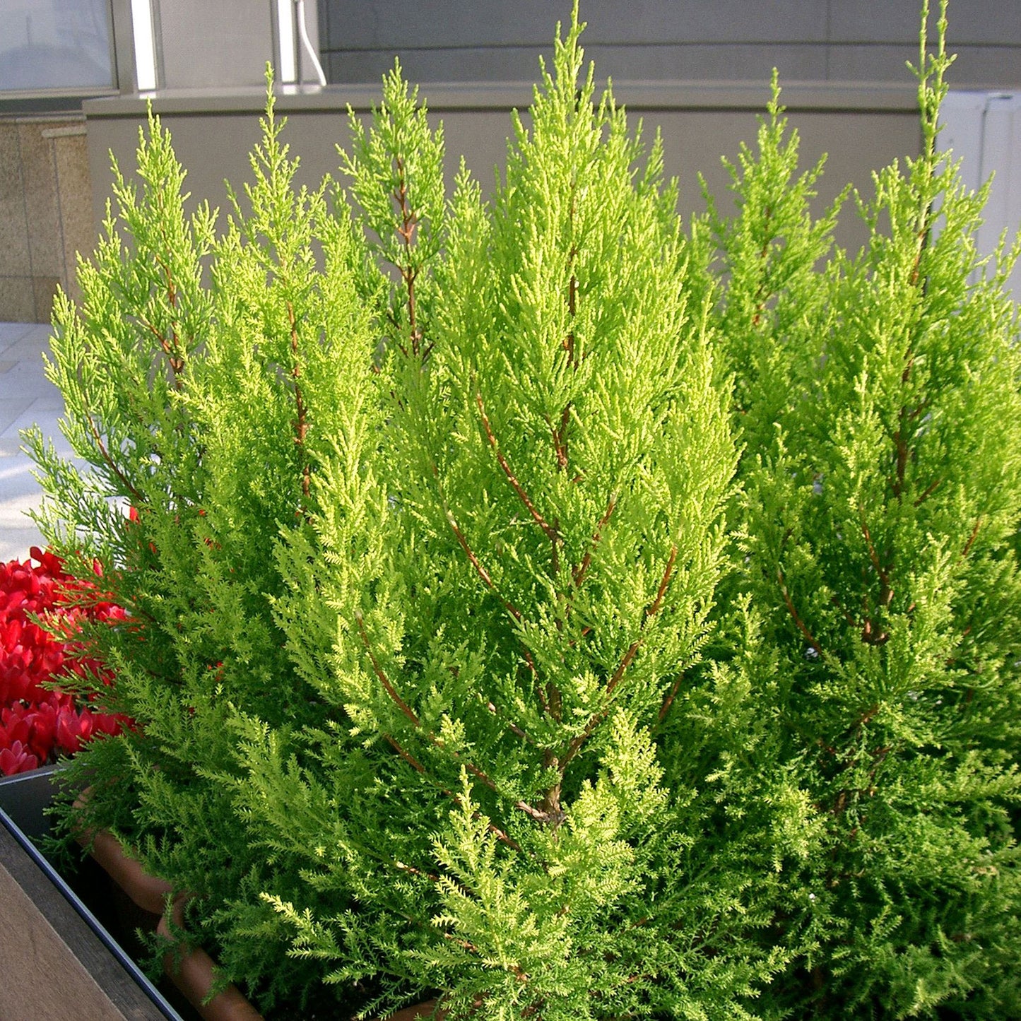 Lemon Cypress