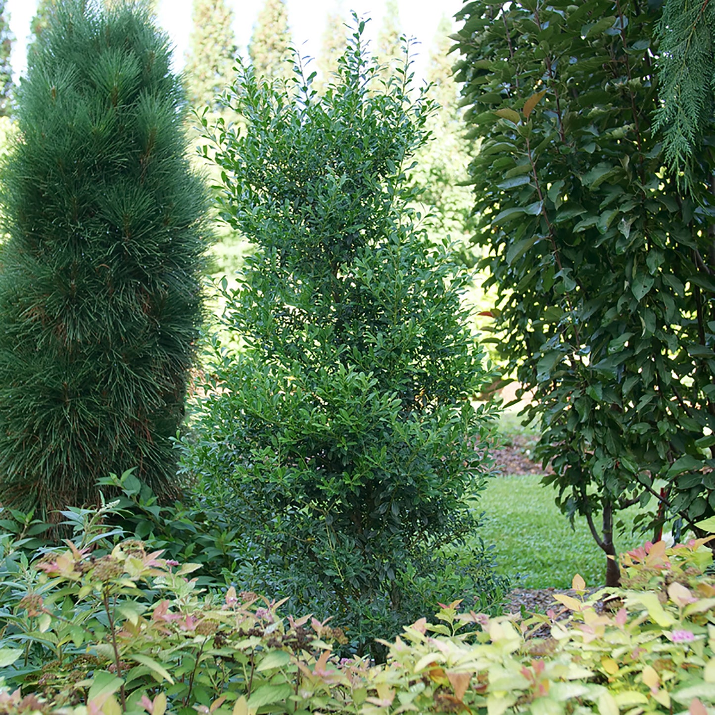 Squeeze Box™ Inkberry Holly