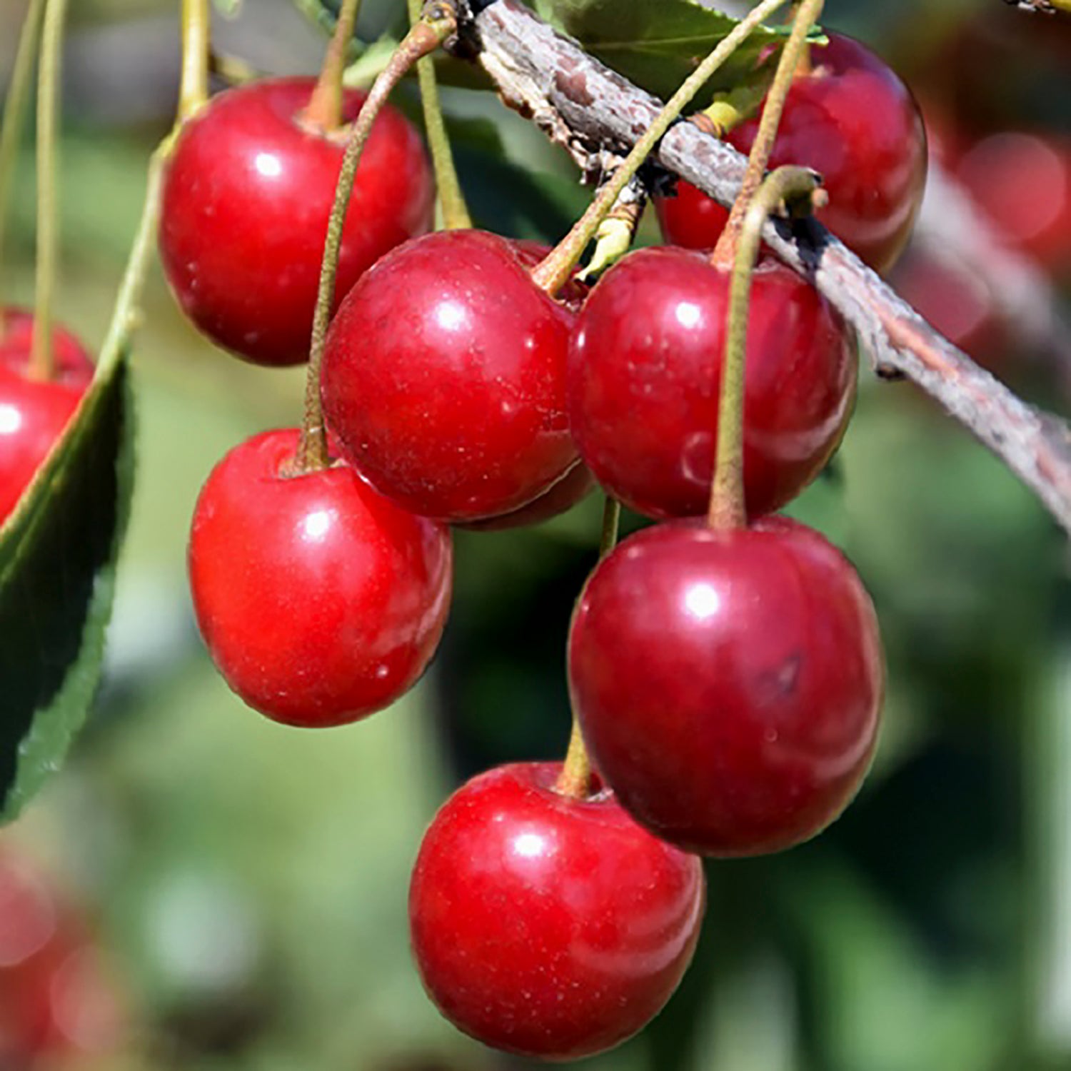 North Star Cherry Tree