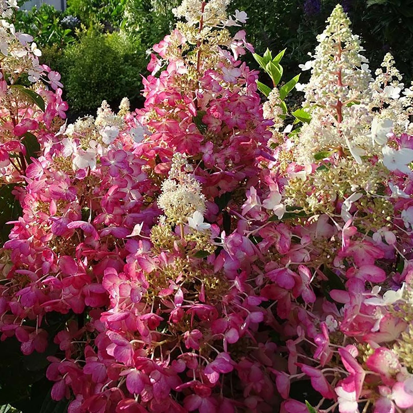 Candelabra® Hydrangea