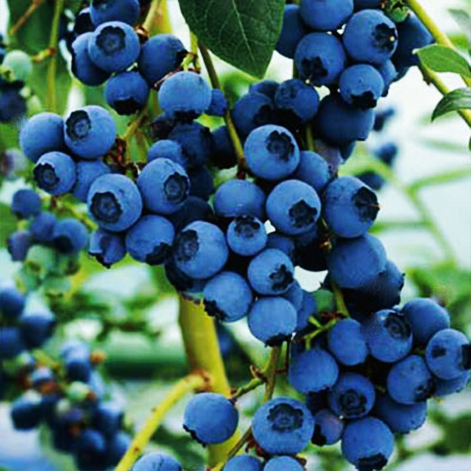 Blue Crop Blueberry