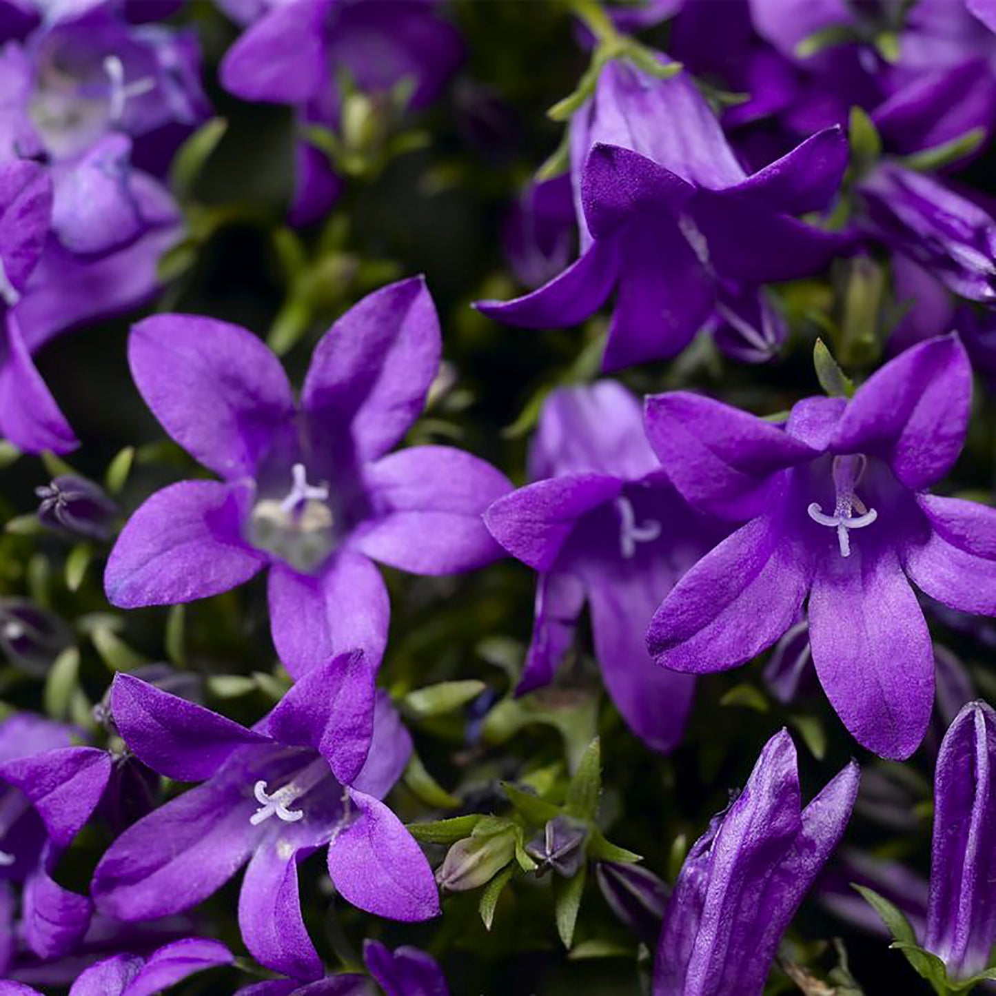 Clockwise Deep Blue Bellflower