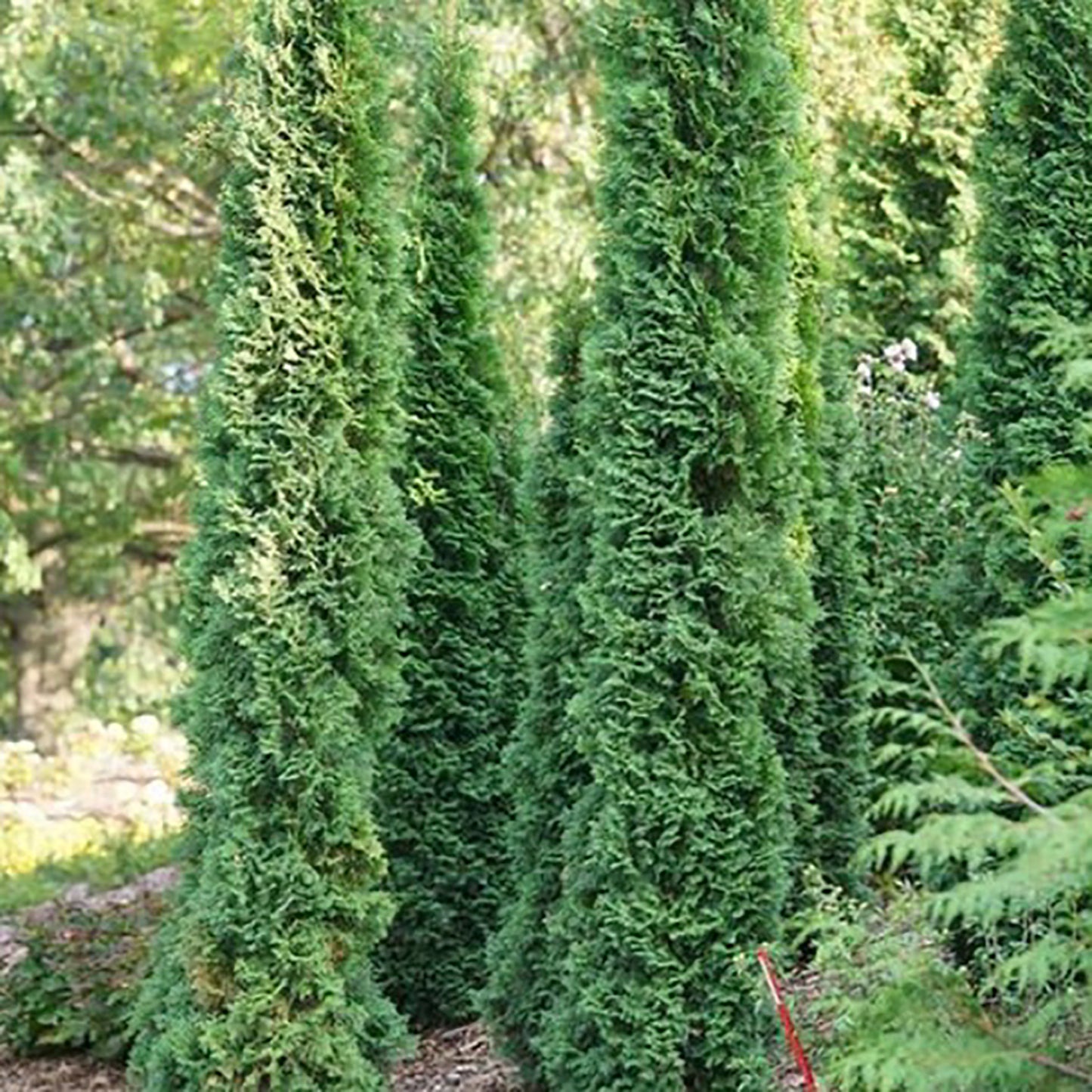 Thin Man™ Cedar