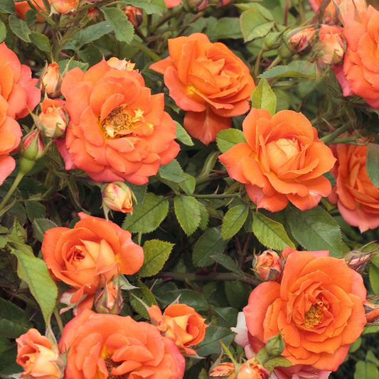 Sunblaze® Amber Miniature Rose