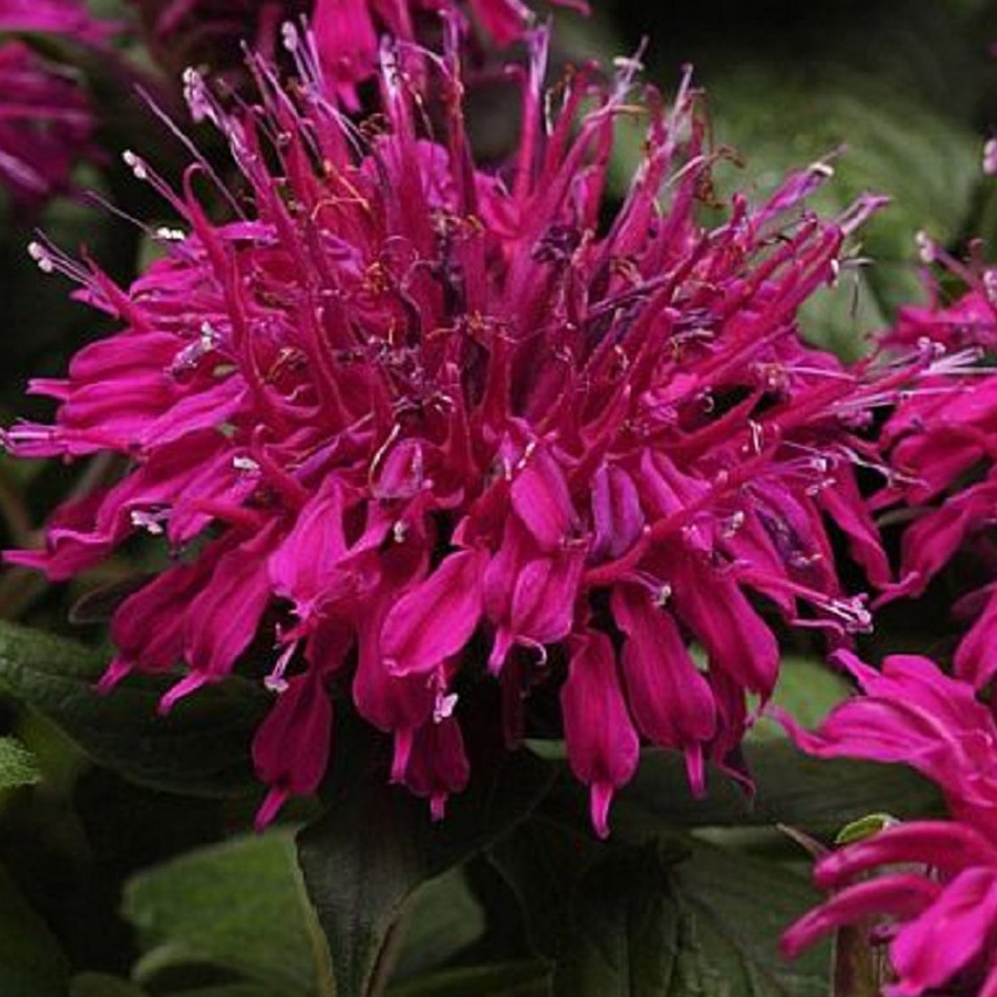Purple Bee Balm