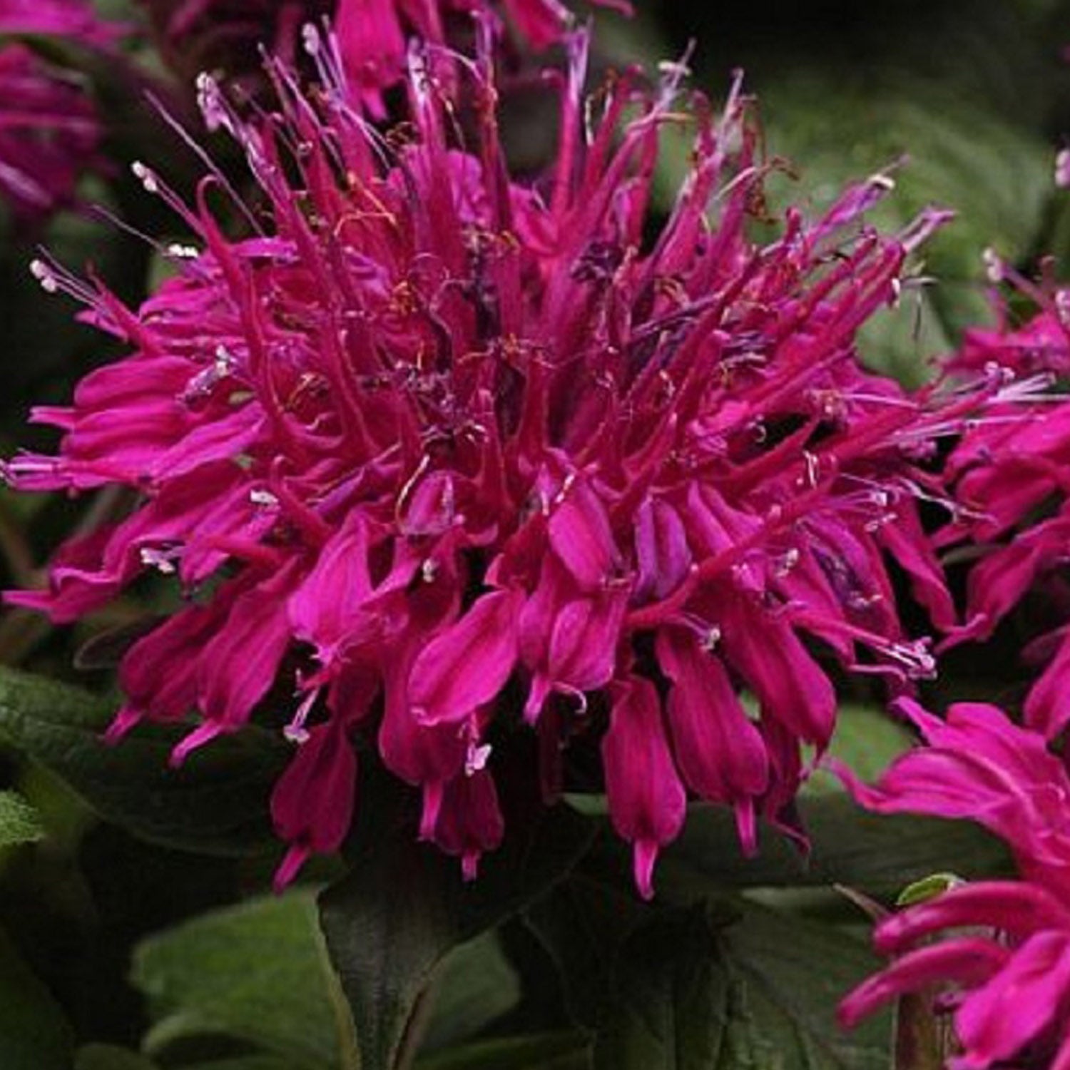 Purple Bee Balm