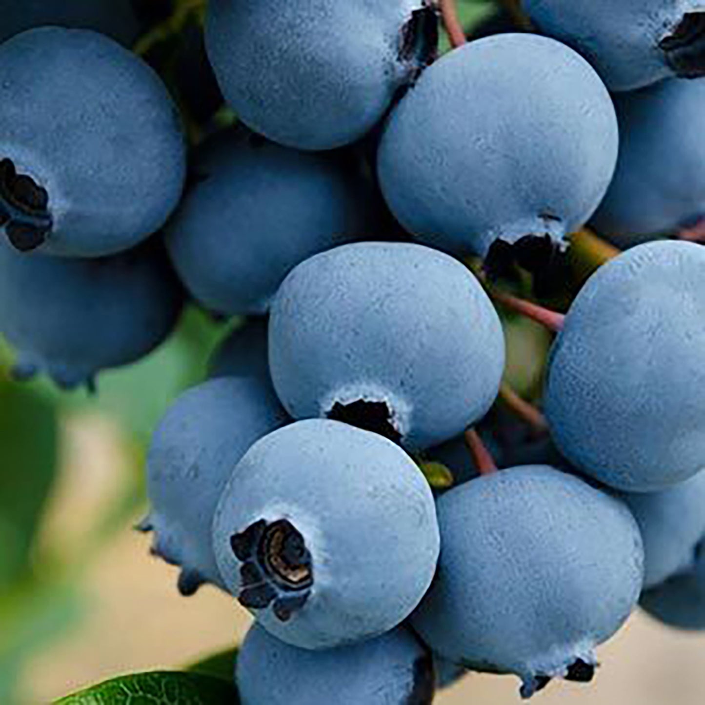 Northsky Blueberry