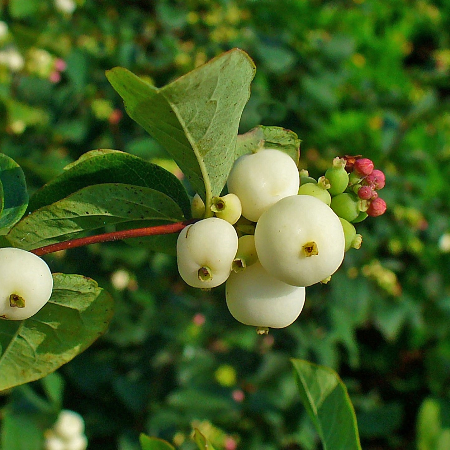 White Snowberry