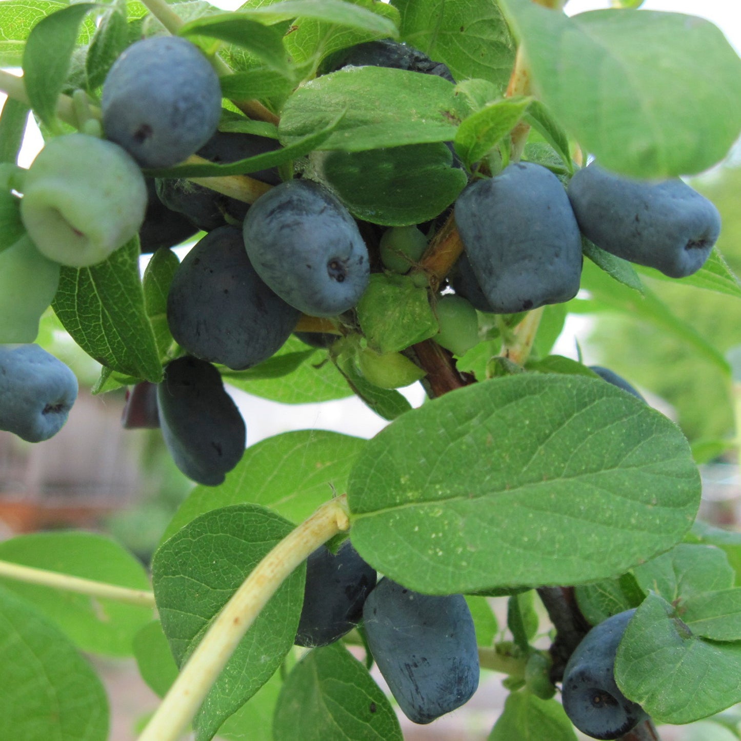 Keiko Honeyberry
