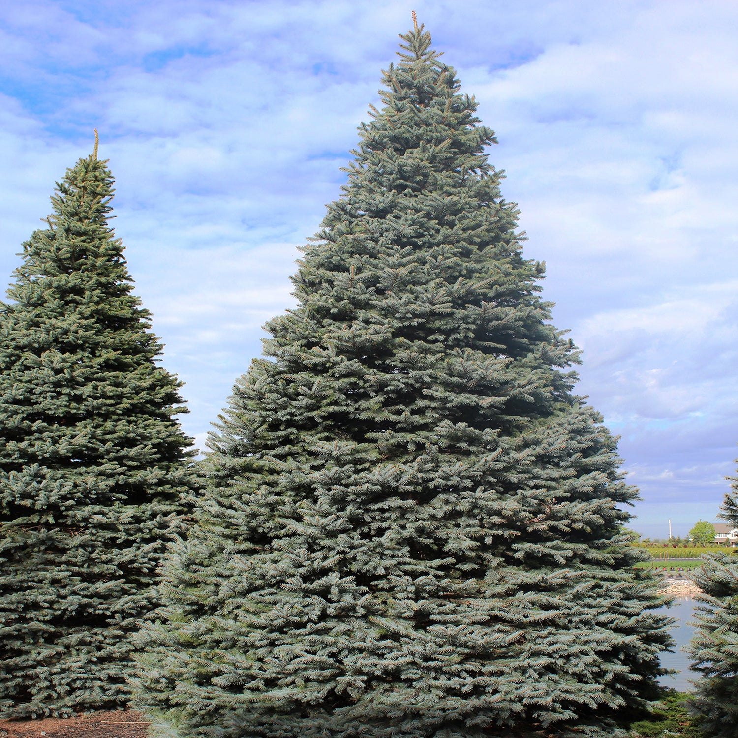 Colorado Blue Spruce