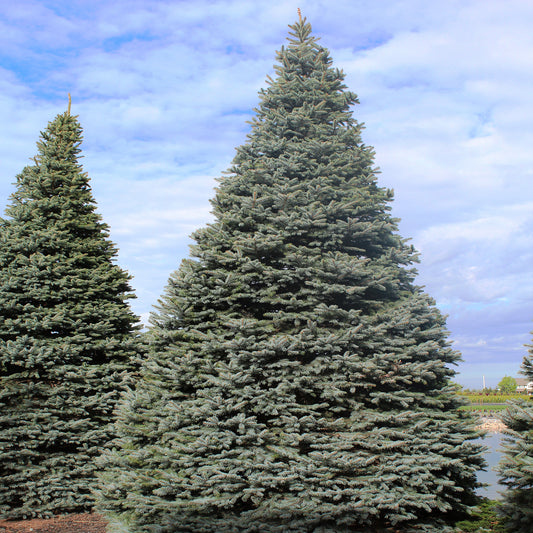 Colorado Blue Spruce