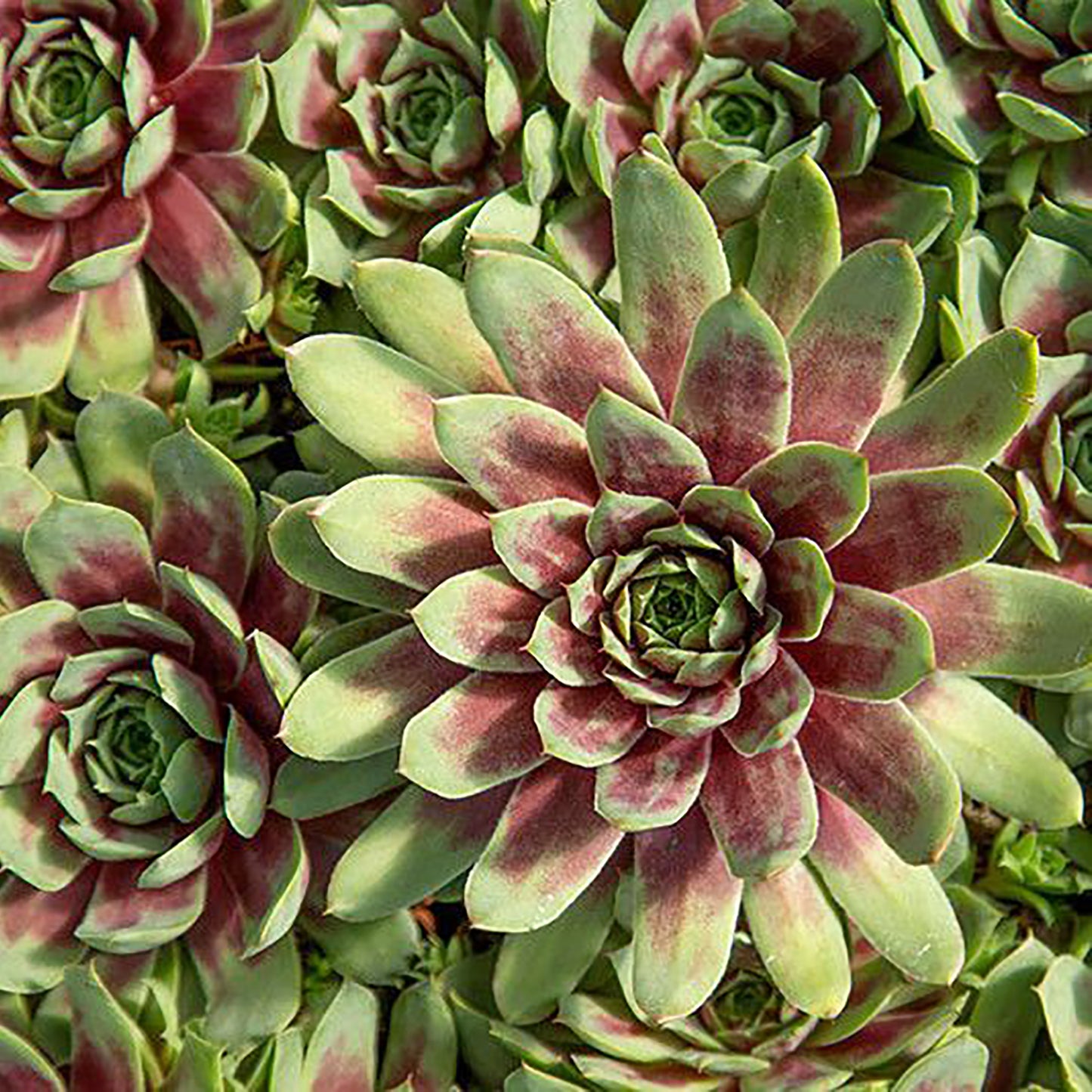 Ruby Heart Hens and Chicks