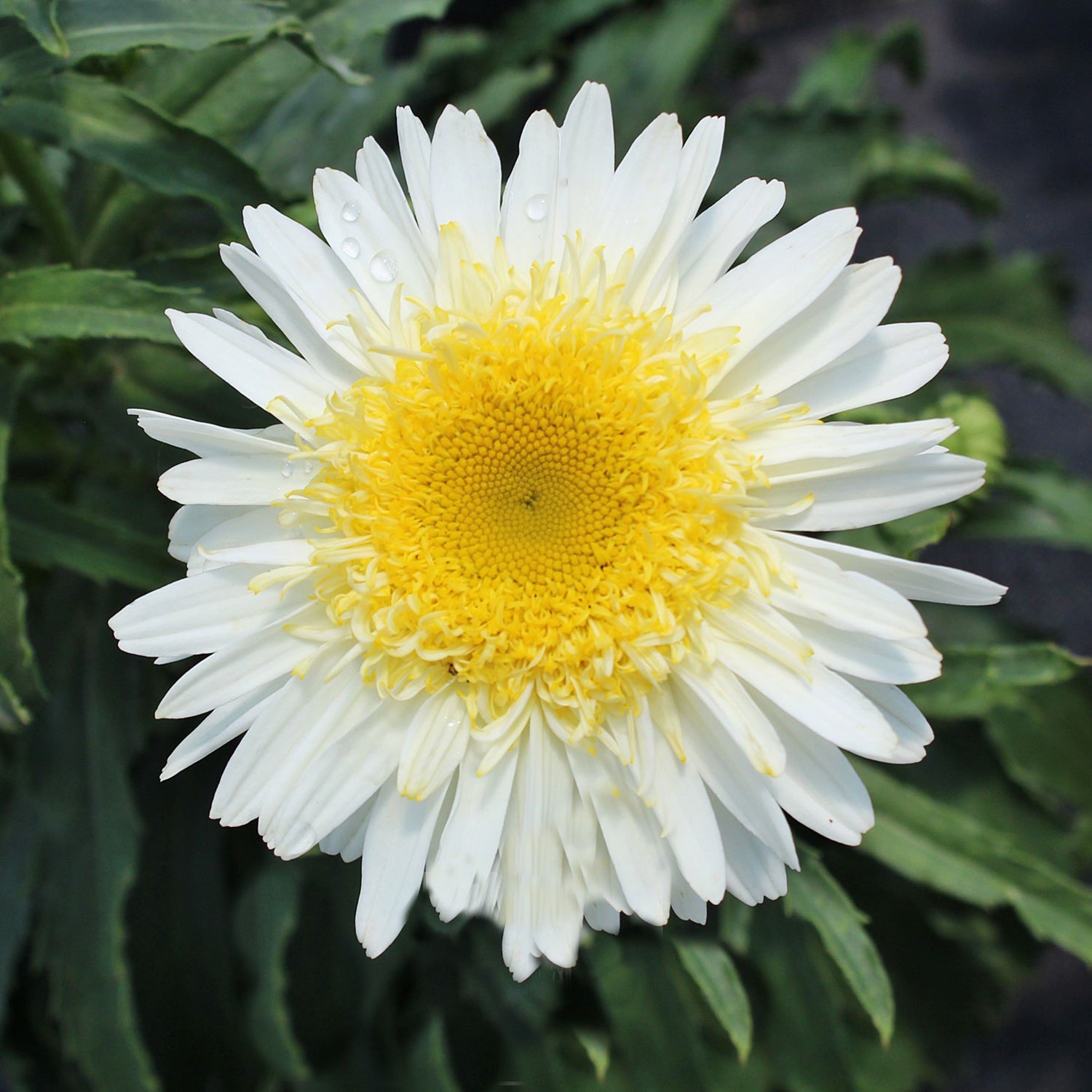 Real Glory Shasta Daisy