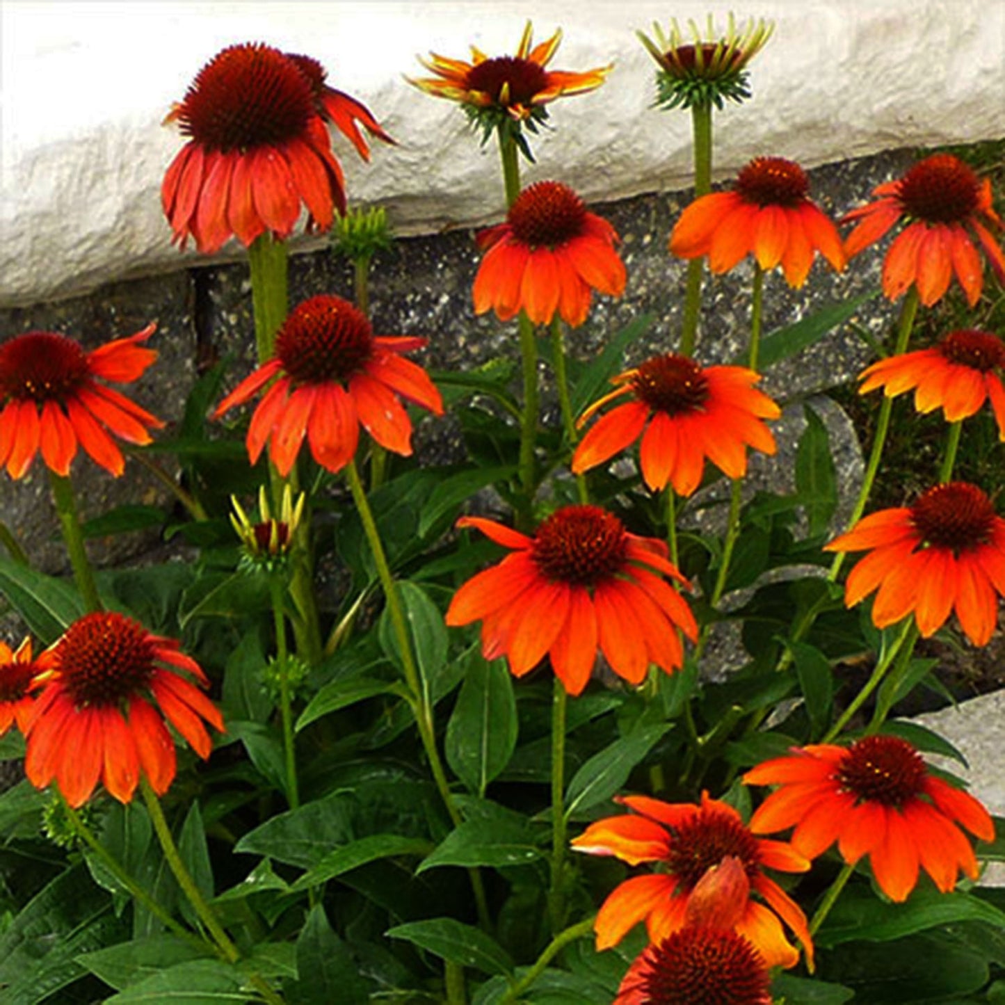 Flamenco Orange Coneflower