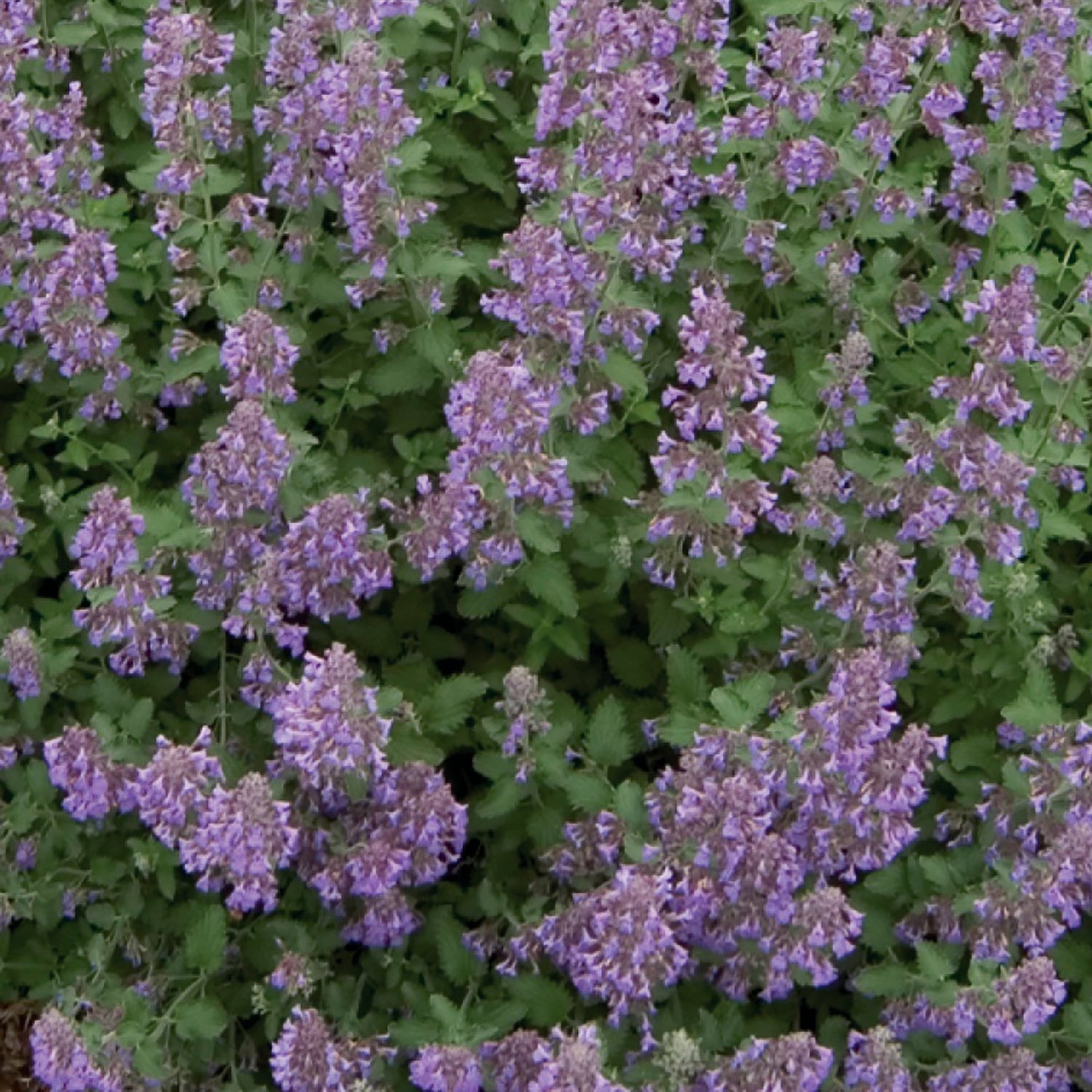 Walker's Low Catmint