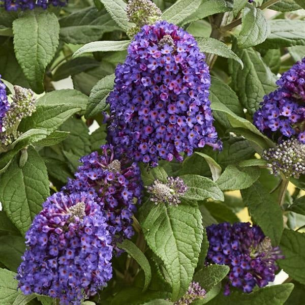Little Rockstars Purple Butterfly Bush