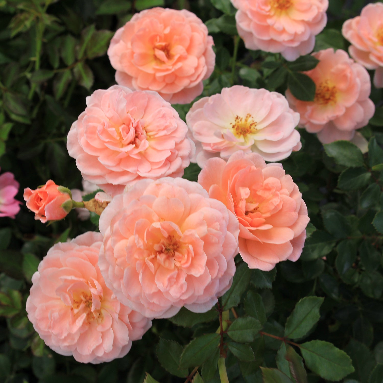 Apricot Candy™ Hybrid T Rose
