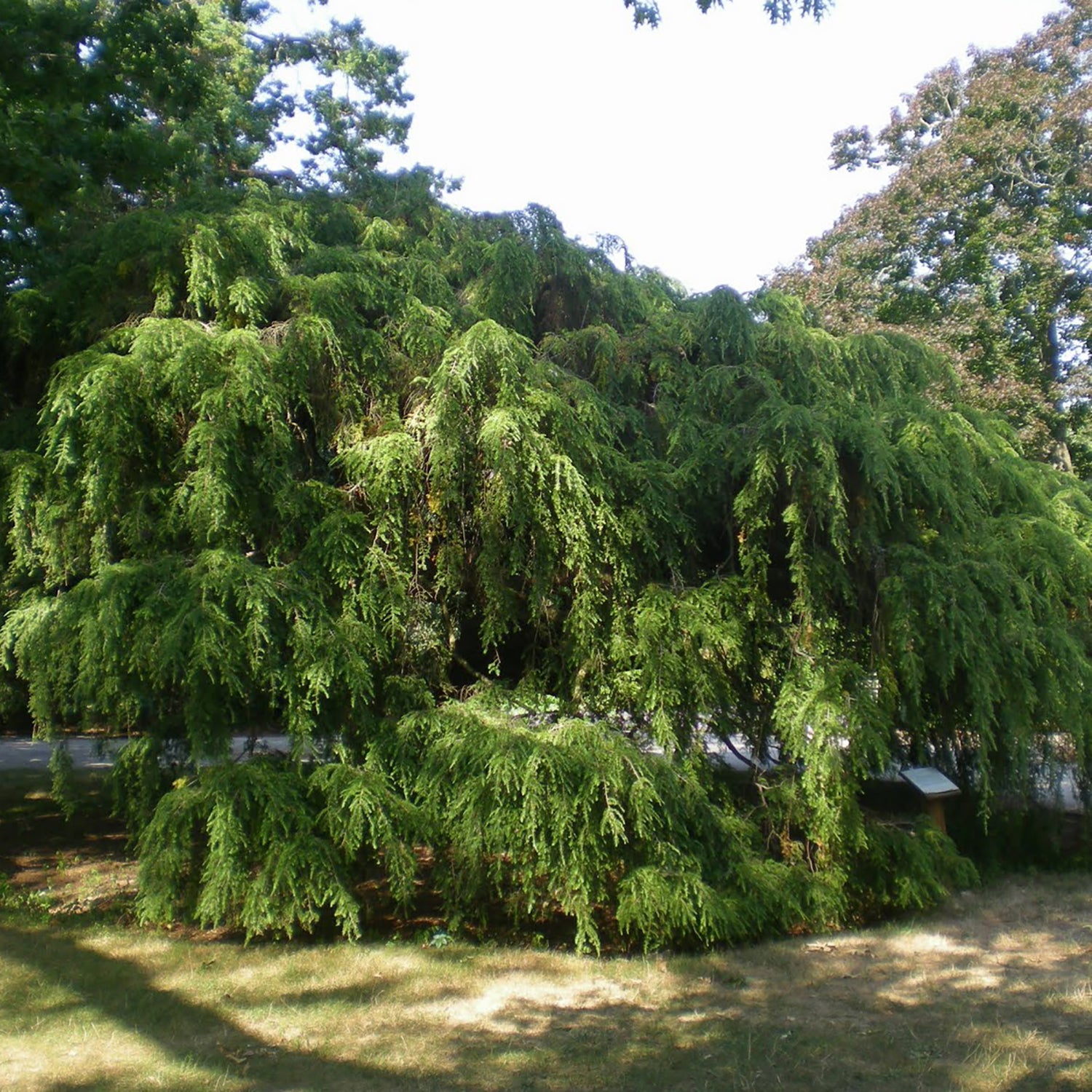 Sargent's Weeping Hemlock