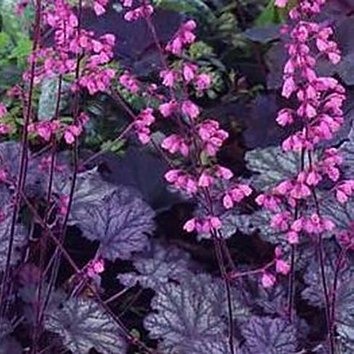 Raspberry Ice Coral Bells