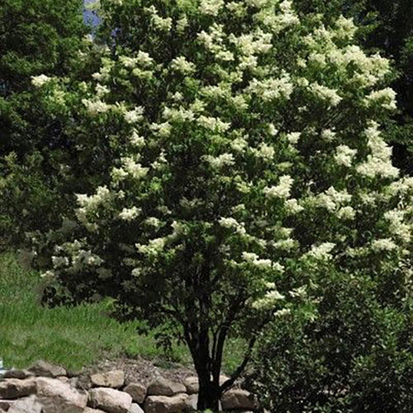 Ivory Silk Lilac Clump