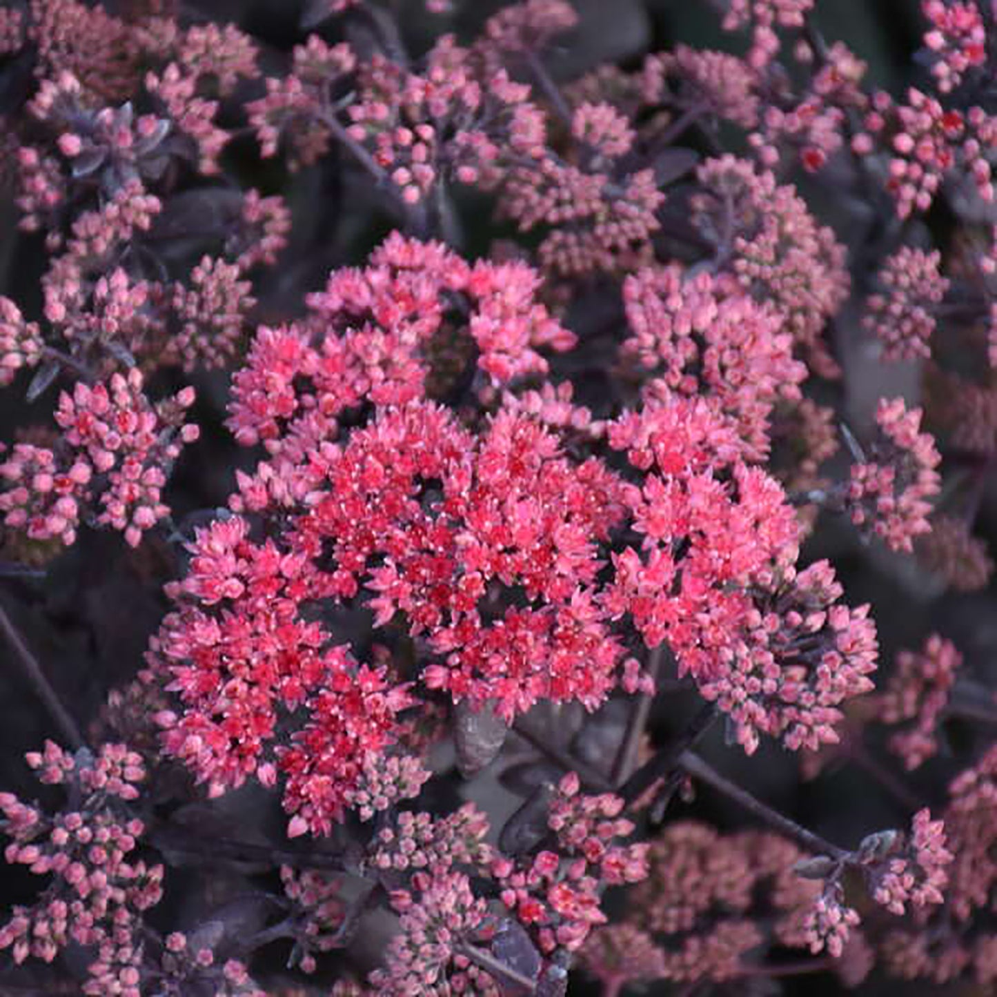 Midnight Velvet Stonecrop