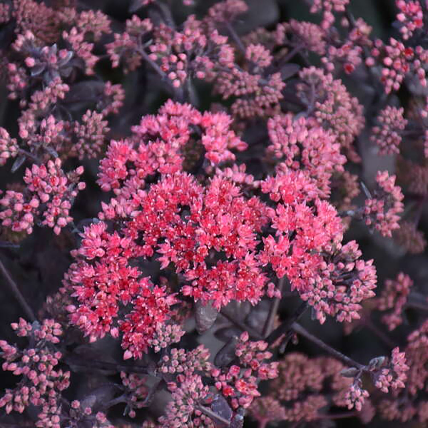 Midnight Velvet Stonecrop