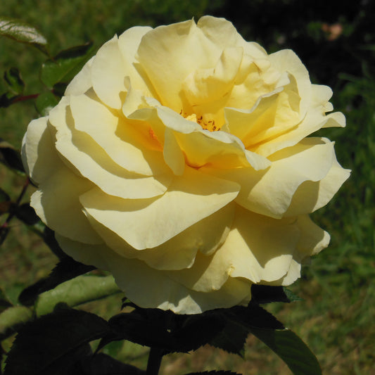 Sunshine Daydream™ Grandiflora Rose