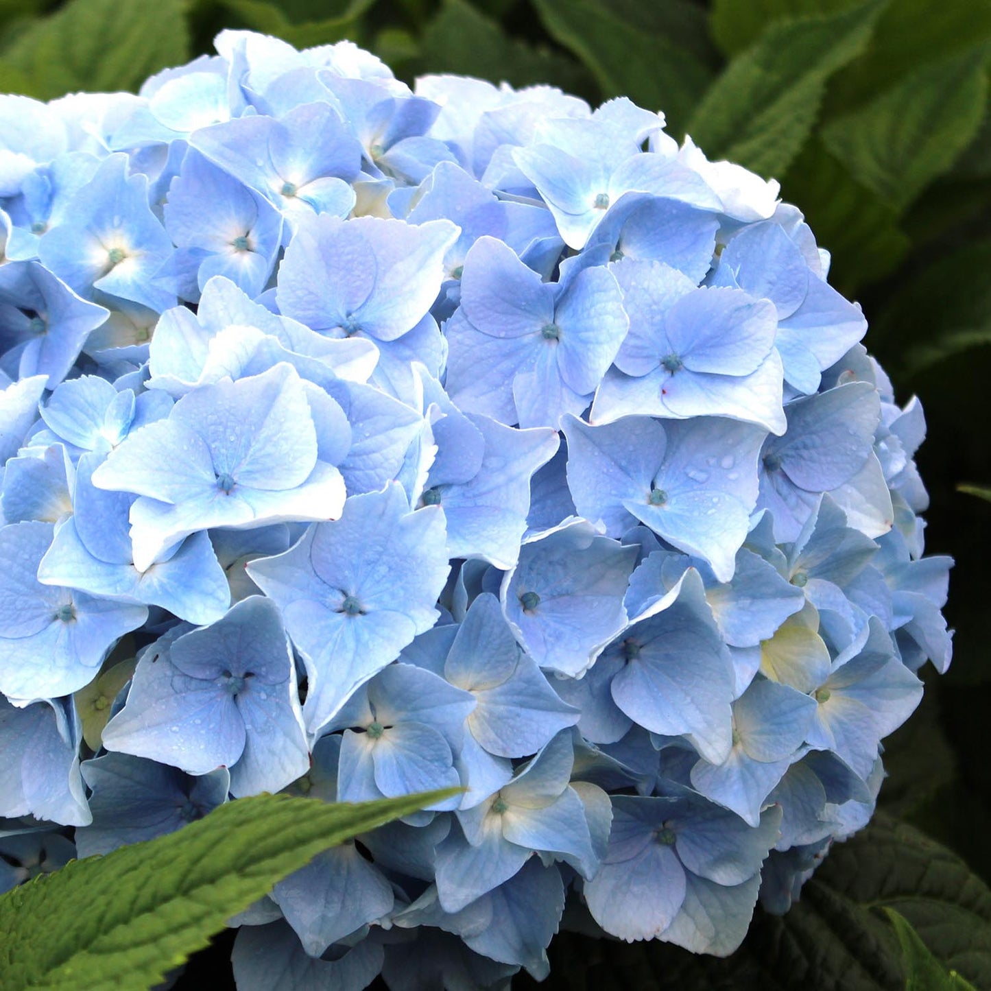 Blue Heaven Hydrangea