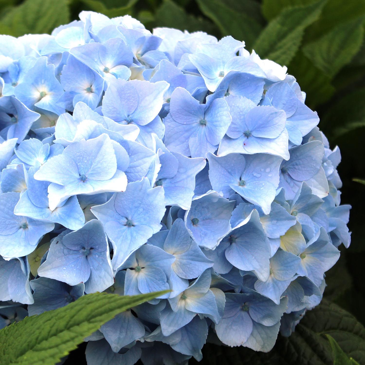 Blue Heaven Hydrangea
