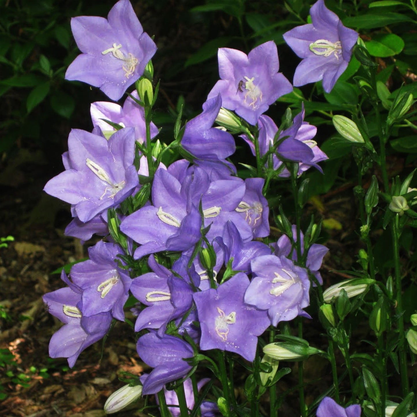 Takion Blue Peachleaf Bellflower