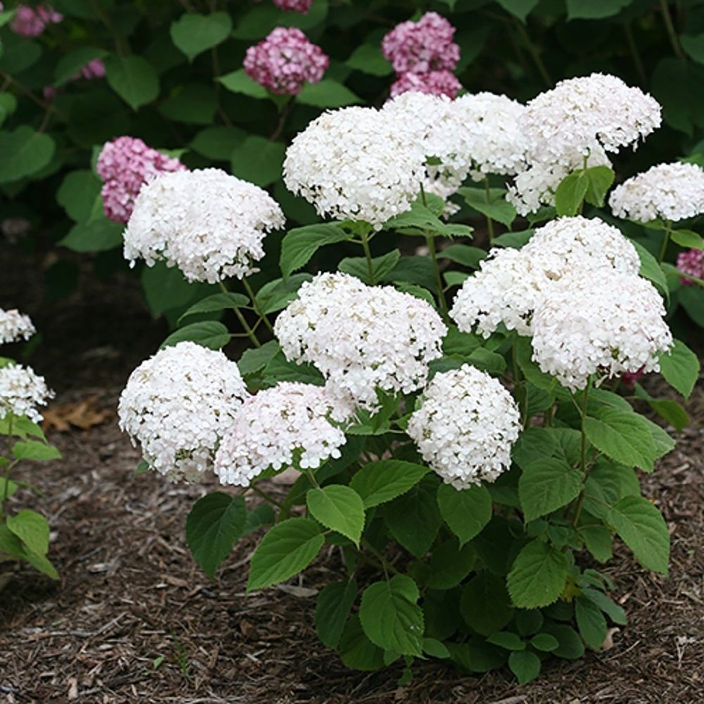 Invincibelle Wee White® Smooth Hydrangea