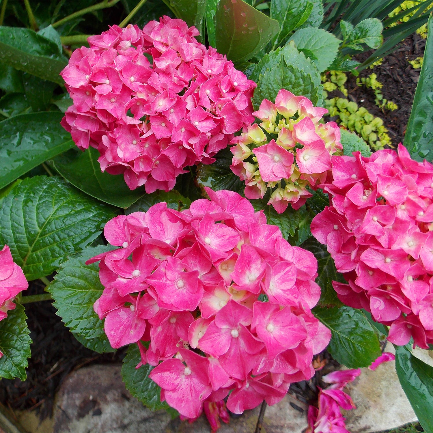 Glowing Embers Hydrangea