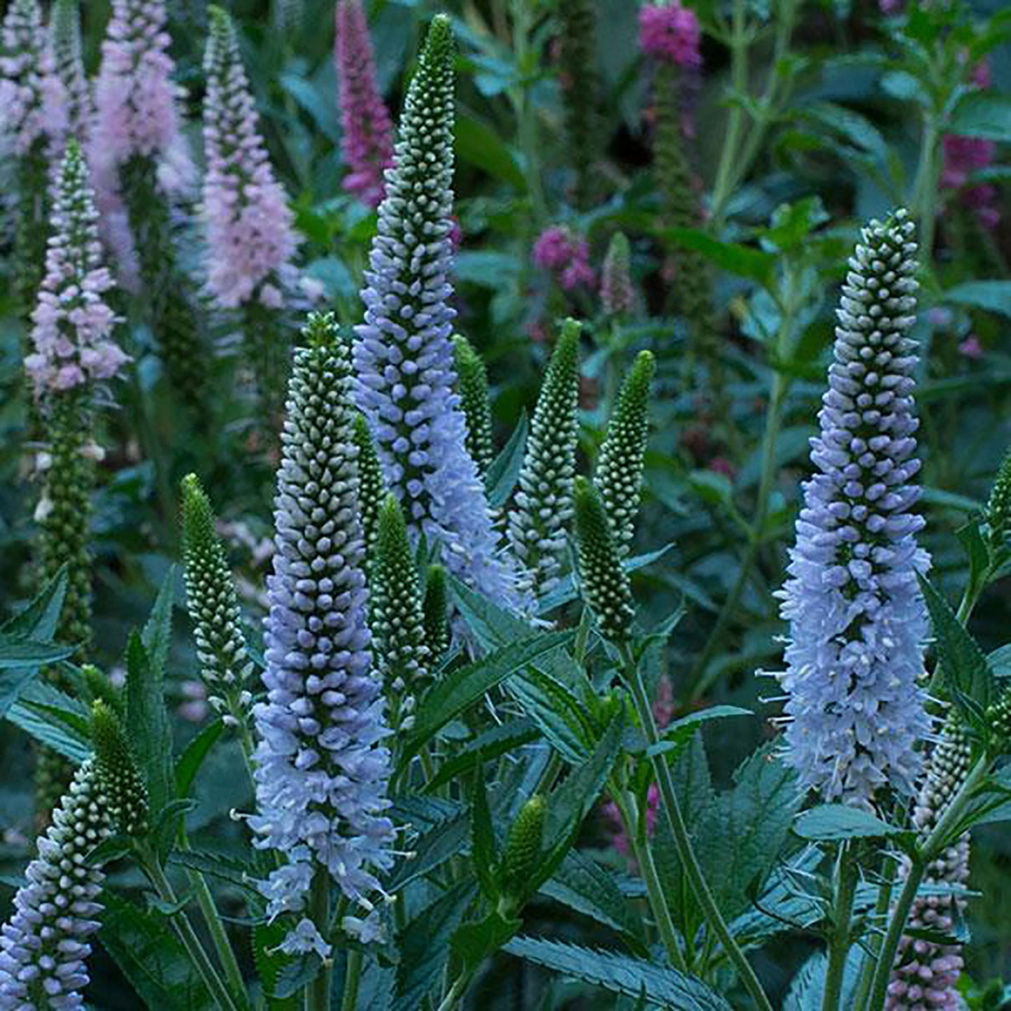 First Memory Speedwell