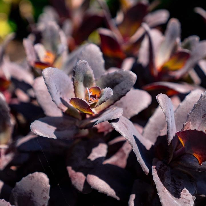 Puff Pastry Raspberry Stonecrop