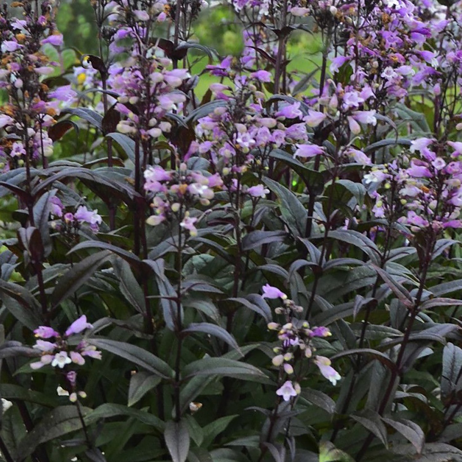 Blackbeard Beardtongue