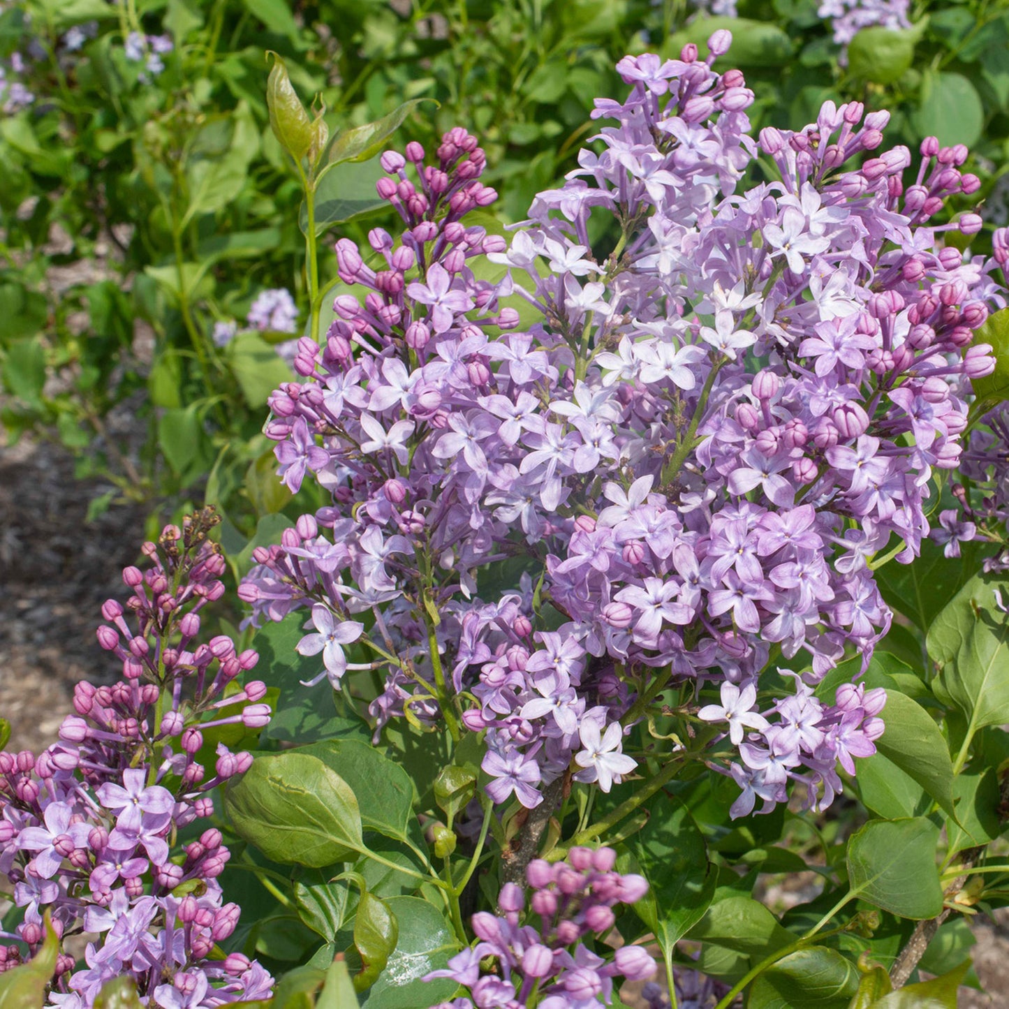 New Age Lavender Lilac