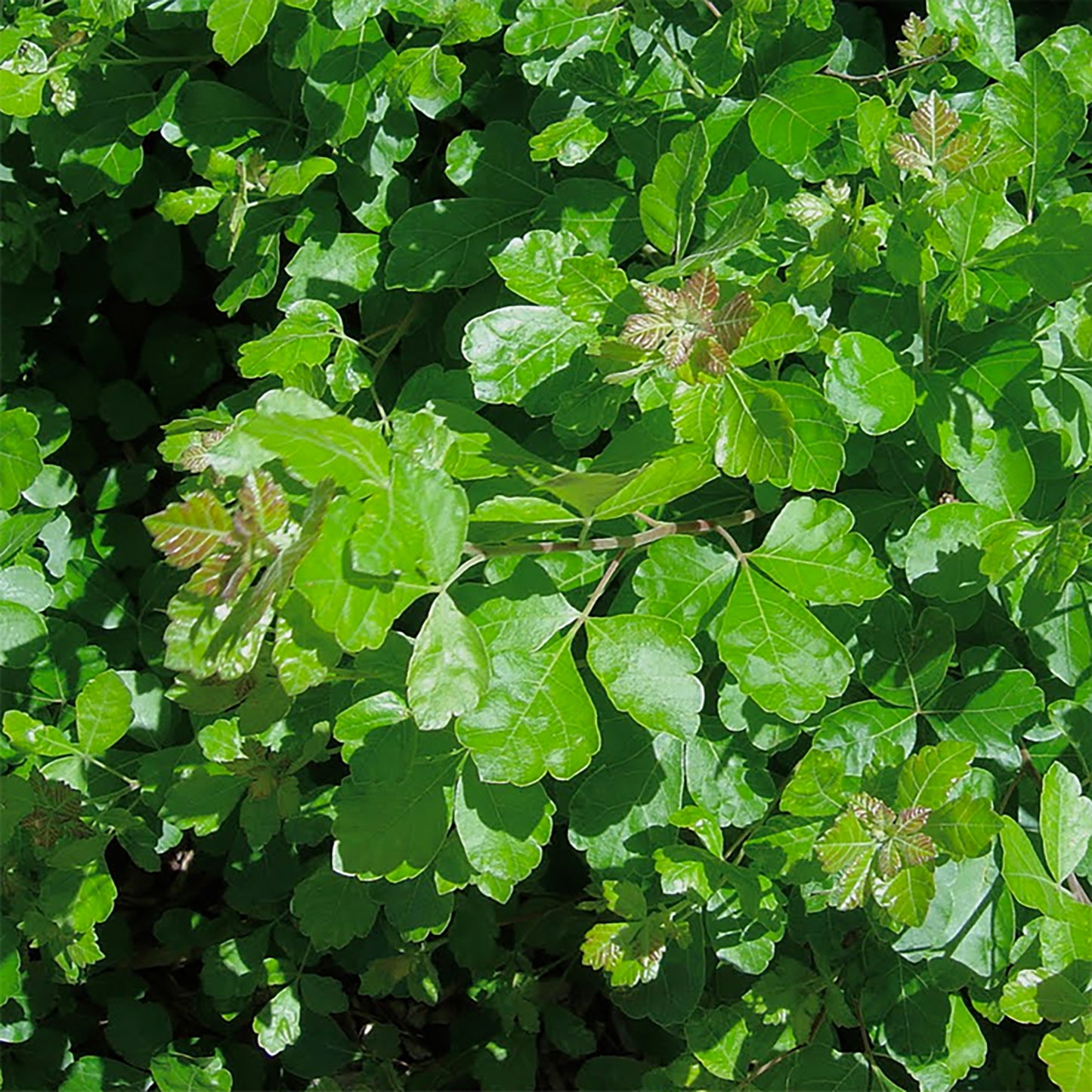 Gro-Low Fragrant Sumac