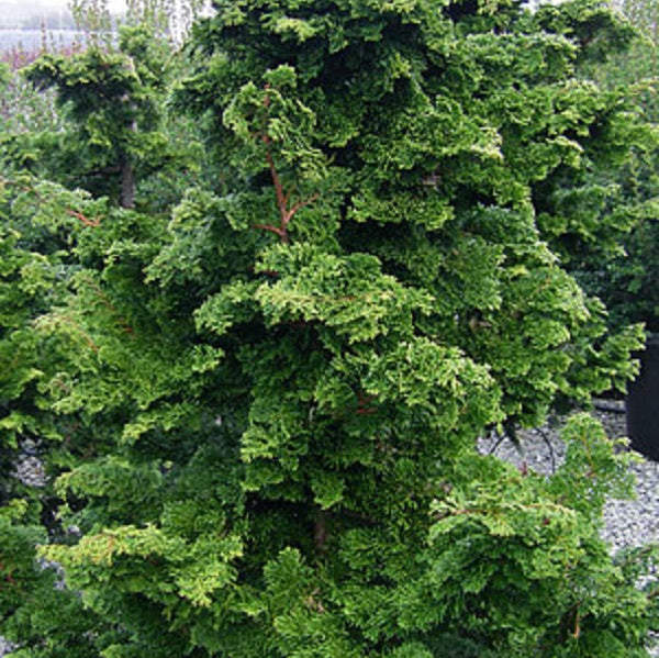 Well's Special Hinoki False Cypress