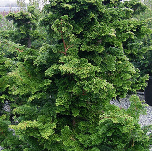 Well's Special Hinoki False Cypress