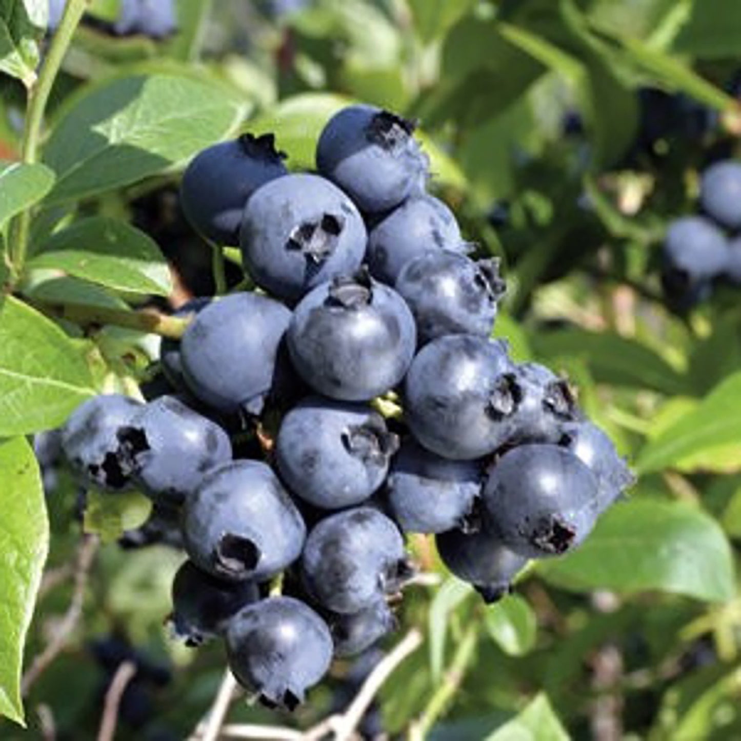 North Blue Blueberry
