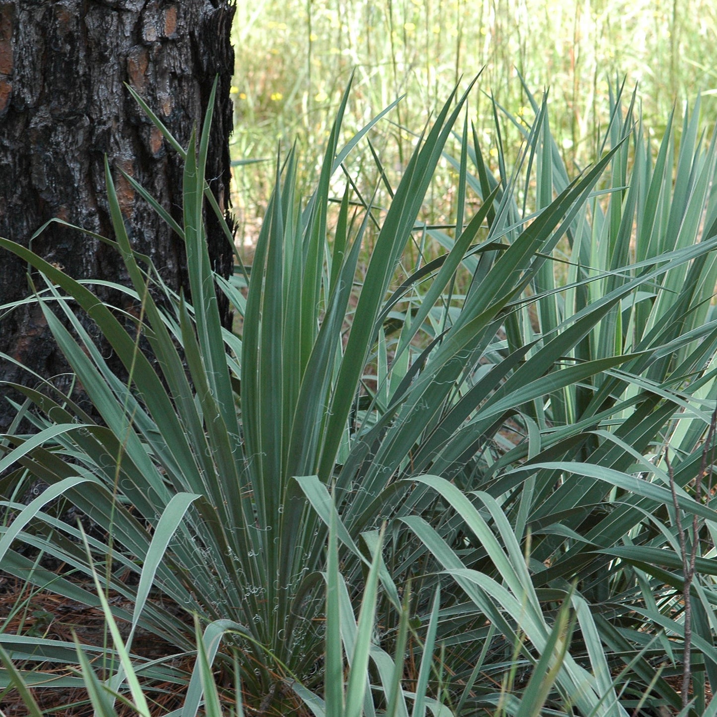 Hofer's Blue Yucca