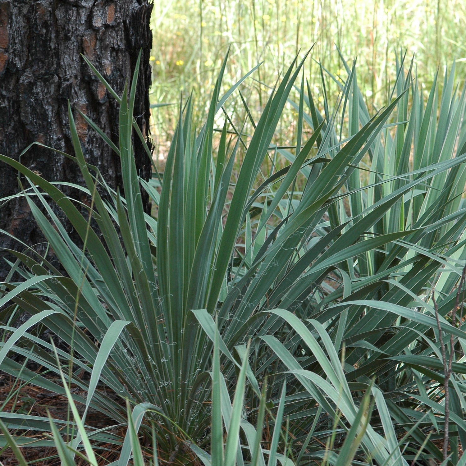 Hofer's Blue Yucca
