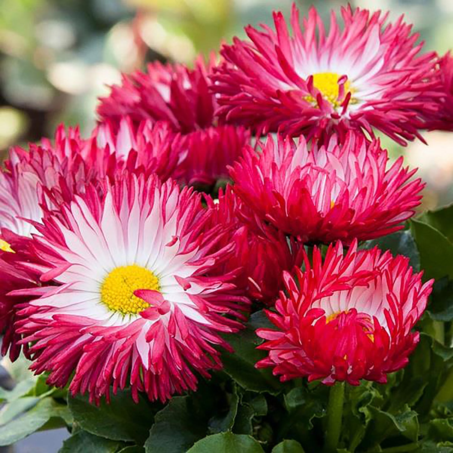 Red English Daisy
