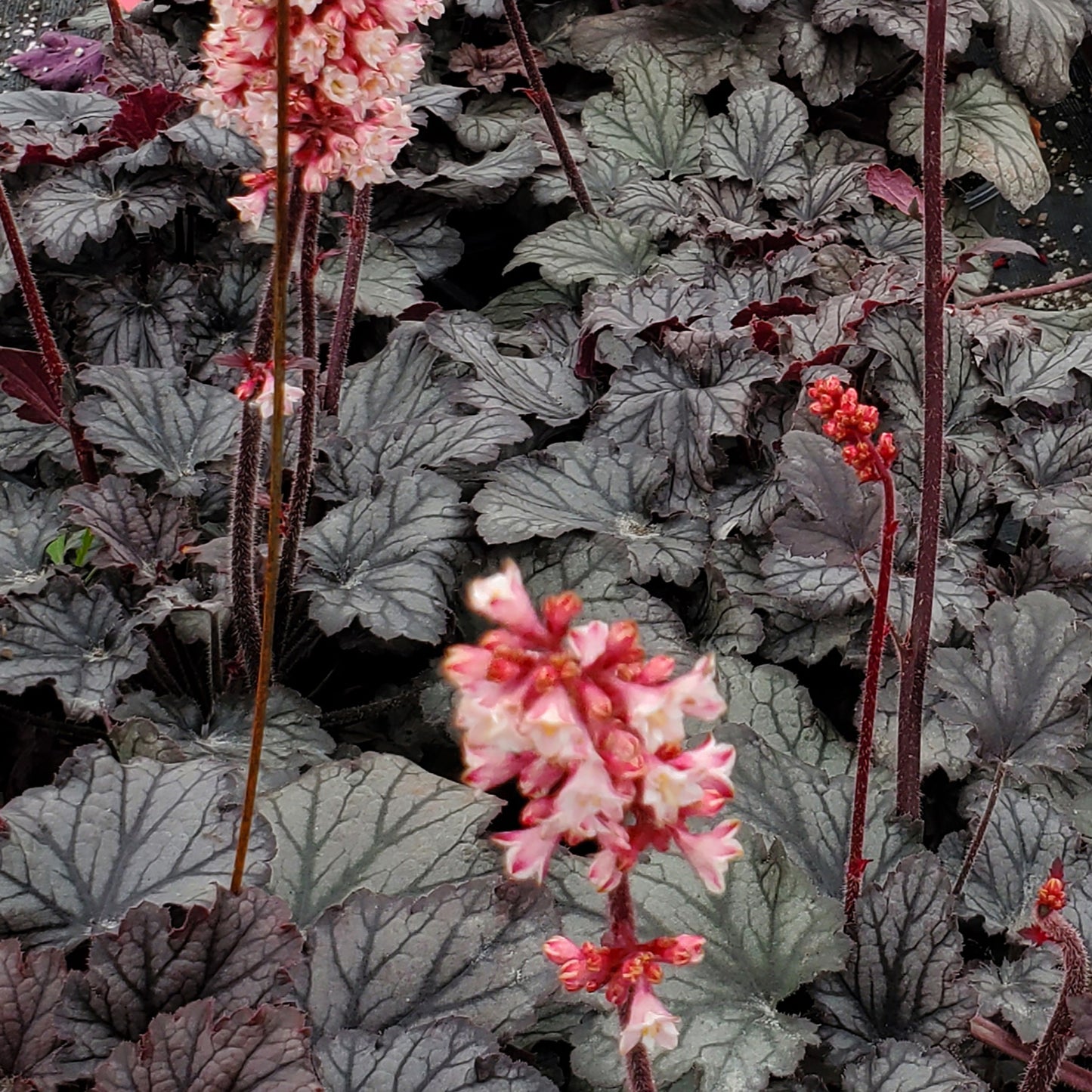 EXP Pink Coral Bells