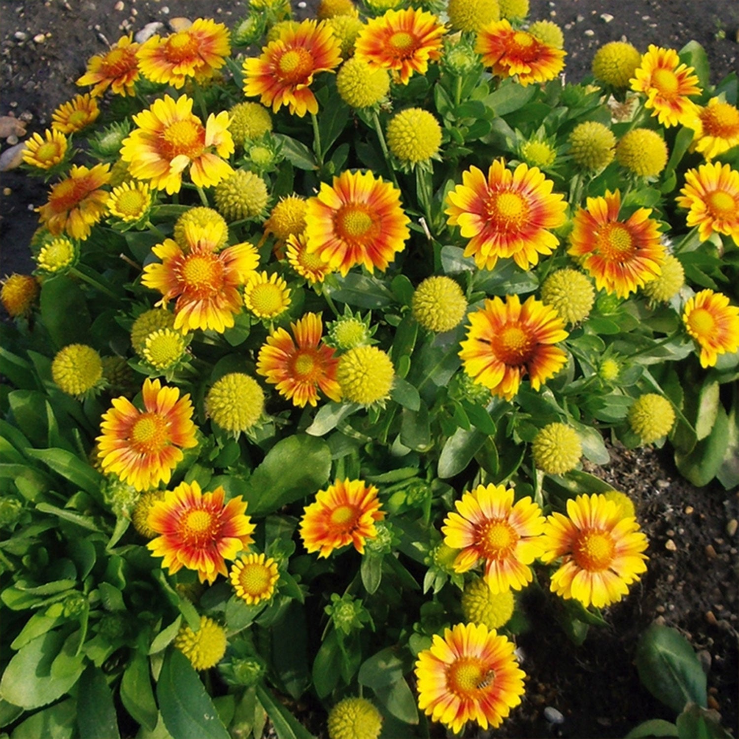 Arizona Apricot Blanket Flower