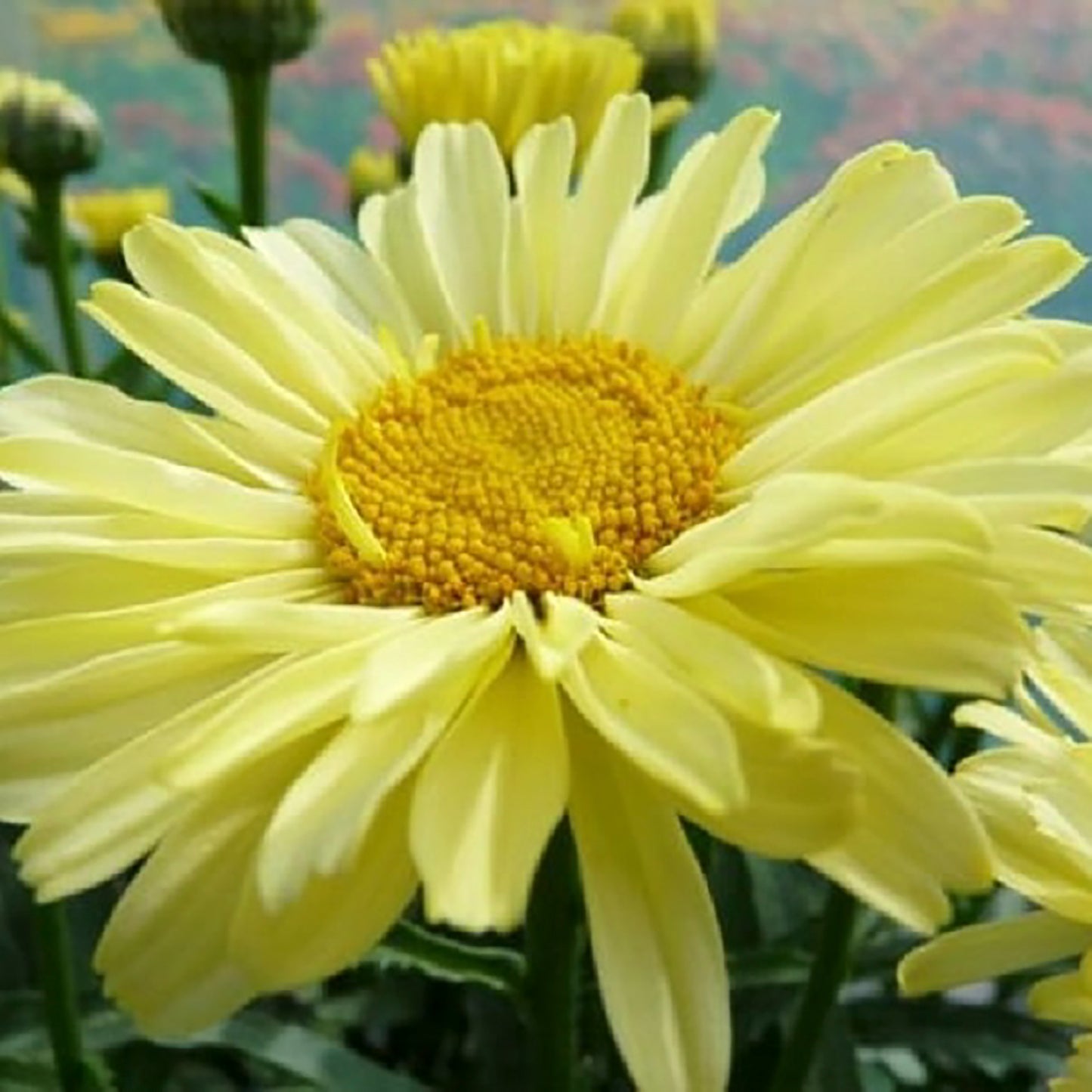 Real Sunbeam Shasta Daisy
