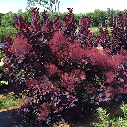 Winecraft Black® Smokebush